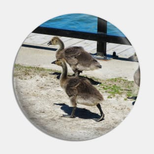 A Family Of Canada Goose Goslings Pin