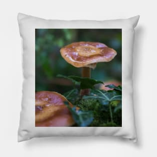 Beautiful watery mushrooms in a bed of green muss in a forest. Pillow