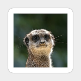 Meerkat 068 Magnet