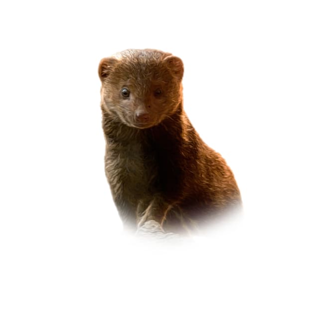 Dwarf mongoose by Guardi