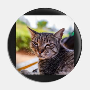 Portrait of tabby cat Pin