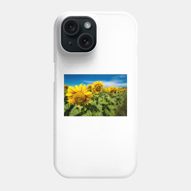Sunny Sunflowers 1 Phone Case by Robert Alsop