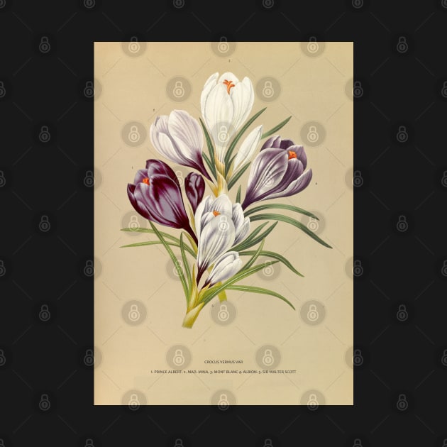 Crocus - botanical illustration by chimakingthings