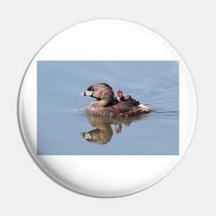 "Mom!...Timmy won't move over!" Pied-billed grebes Pin