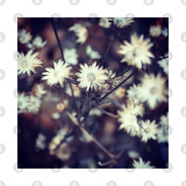 Winter daisies by Jonesyinc