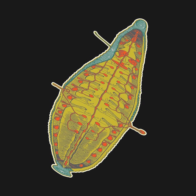 Hirudo Medicinalis, European Medical Leeches by encycloart