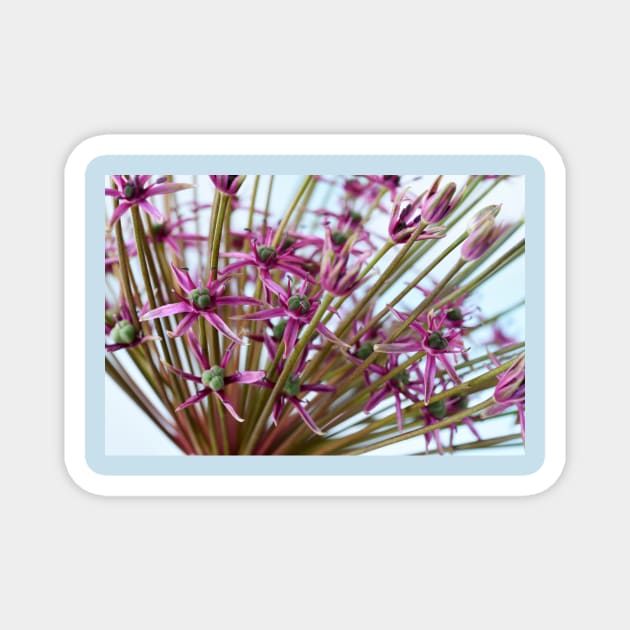 Allium  &#39;Spider&#39;  Ornamental onion Magnet by chrisburrows