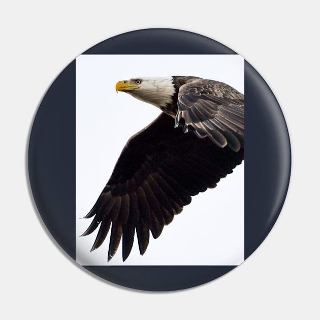 An Adult Bald Eagle In Flight Pin by jbbarnes