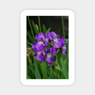 Flower with morning dew Magnet