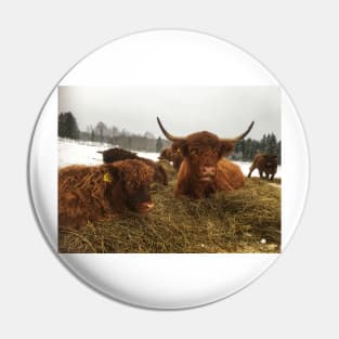 Scottish Highland Cattle Cow and Calf 1863 Pin