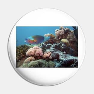 parrotfish in the coral reef Pin