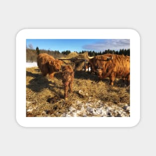 Scottish Highland Cattle Cow and Calves 1721 Magnet