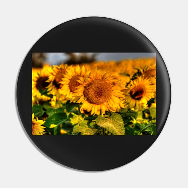 Colby Farms Sunflower Field Newbury MA Lineup Pin by WayneOxfordPh