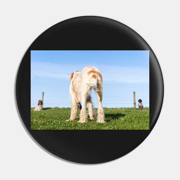 Italian Spinone dog training in progress Pin by heidiannemorris