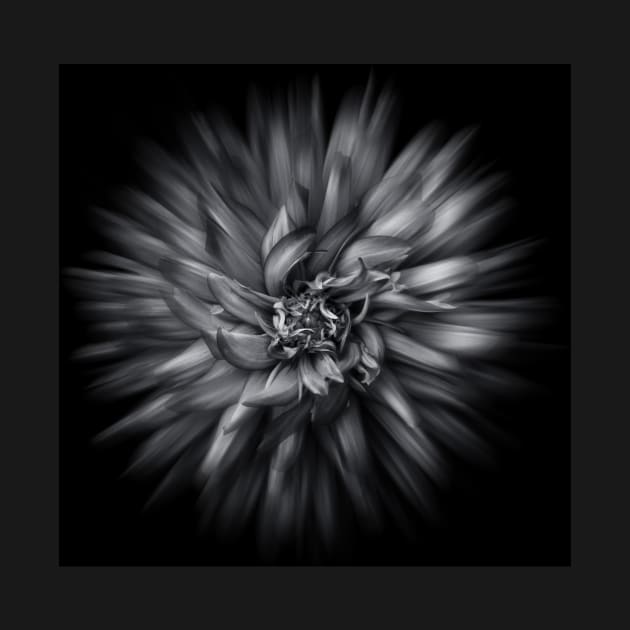 Backyard Flowers In Black And White 20 Flow Version by learningcurveca