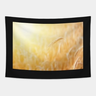 Mature ear of triticale at scenic golden sunrise Tapestry