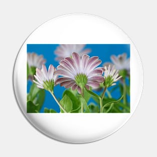 Osteospermum  Serenity White = &#39;Balserwhit&#39;  African daisy  Serenity Series  Back of flowers Pin