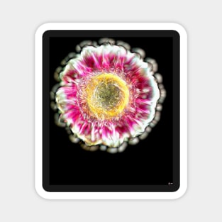 Gerbera Magnet