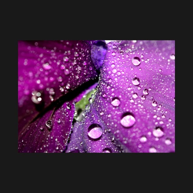 Purple Rain by SharonJ