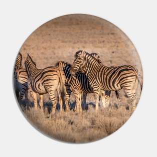 Zebras in Botswana Pin