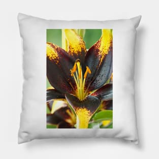 Lilium  'Lion Heart'  Lily  Asiatic lily Pillow