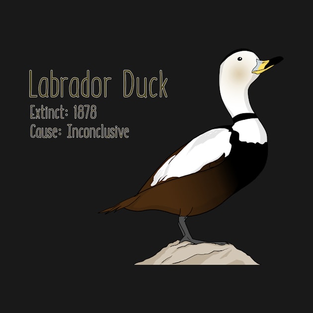 Extinct Species: Labrador Duck by Feathered Focus