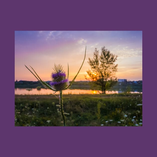 flowering teasel by psychoshadow