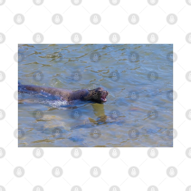 Arguing Sea Lion Seal Swimming, Showing Teeth by SafariByMarisa