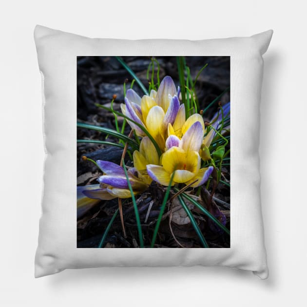 Spring Crocus 4 Pillow by Robert Alsop