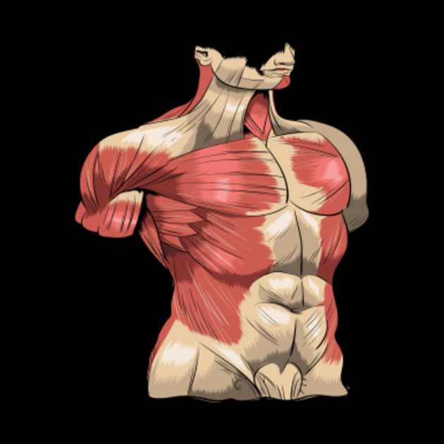 Human Anatomy Muscles Abs Pectorals - Human Anatomy - Tapestry | TeePublic