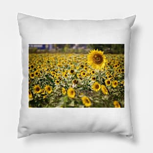 One Sunflower is Heads Above the Rest Pillow