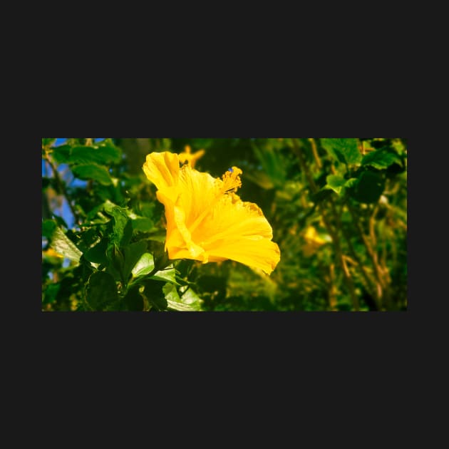 Yellow Hibiscus by Aloha Sweetness