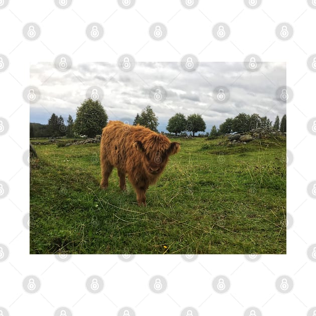 Scottish Highland Cattle Calf 1814 by SaarelaHighland