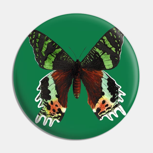 Urania ripheus butterfly Pin by Savousepate