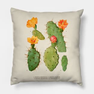 Cactus Antique Botanical Illustration Pillow