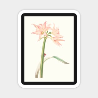 Netted-veined amaryllis - Hippeastrum reticulatum - botanical illustration Magnet