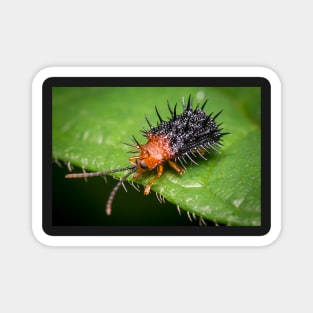 Unique and organic photo of a spiny leaf beetle Magnet