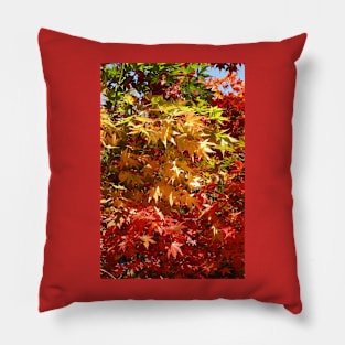 Colourful leaves of a maple tree in autumn Pillow