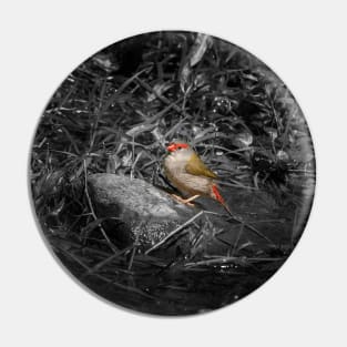 Red-browned Finch_10499A Pin