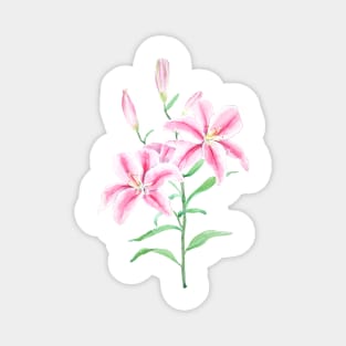 pink lily flower watercolor Magnet