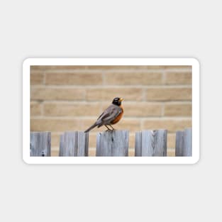 An American Robin Standing On A Fence In My Backyard Magnet