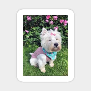 Westie Magnet