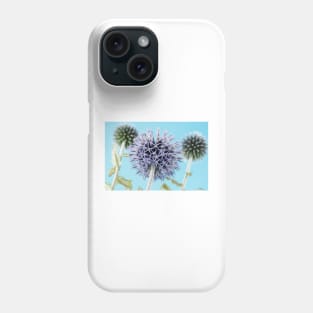 Echinops bannaticus  'Blue Globe'  Globe thistle Phone Case