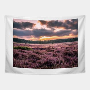 Blooming heather at sunrise at Blaricummerheide, Netherlands Tapestry