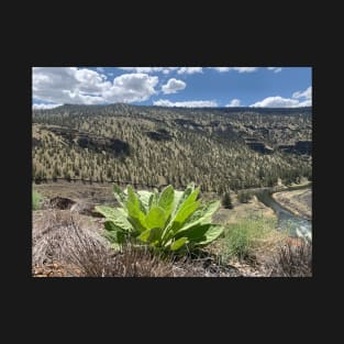 Woolly Mullien on the Sagebrush Juniper Steppe High desert T-Shirt