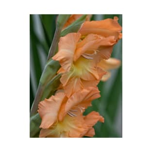 Gladiolus Pretty Peachy T-Shirt