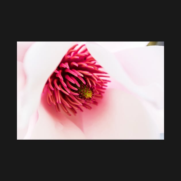 Delicate magnolia flower closeup by RosNapier