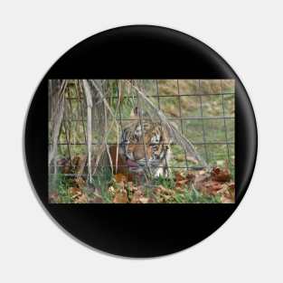 Tiger Cub Photo Pin