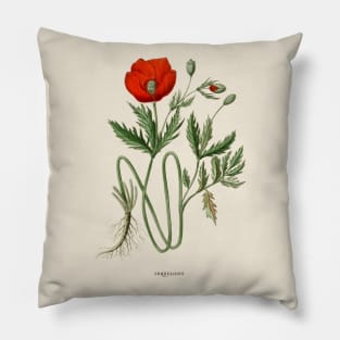 Red Poppy Antique Botanical Illustration Pillow