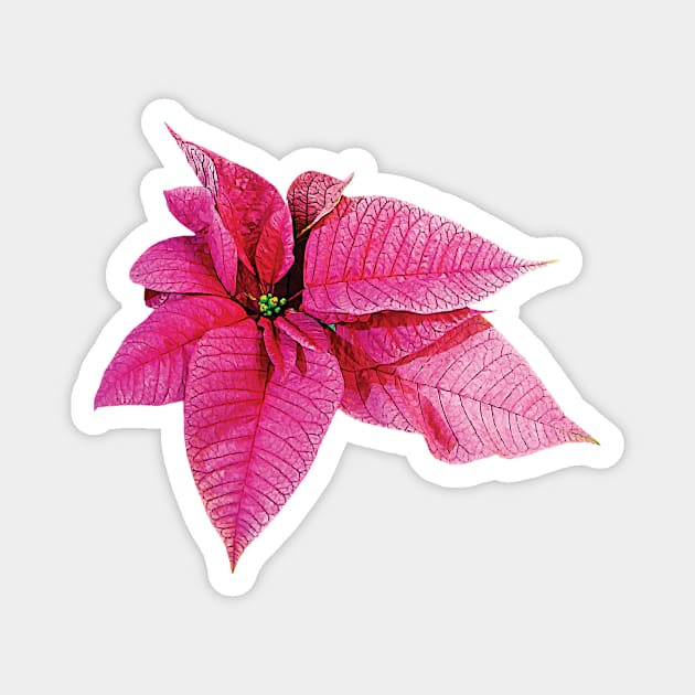 One Pink Poinsettia Magnet by SusanSavad